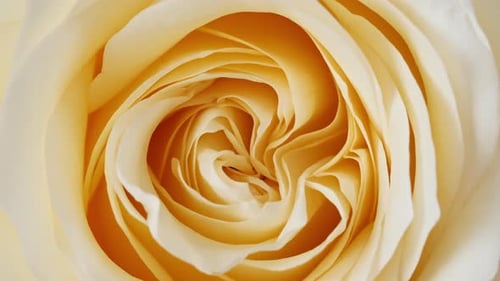 Beautiful Yellow Rose Rotating on White Background Macro Shot