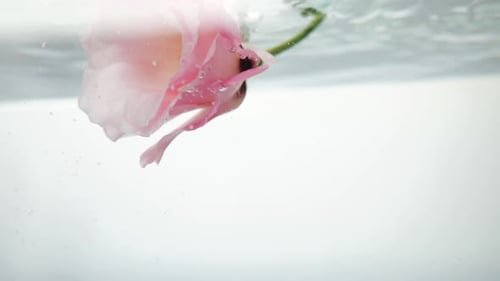 Beautiful, Pale Pink Flower with Floats in Fresh Clear Water. A Trickle of Water Flows From Above