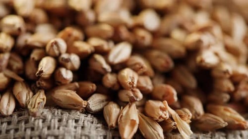 Closeup de grãos de malte