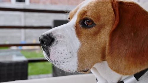Beagle Dog Sitting Outdoors Close Up