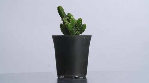 Fairy Castle Cactus Plant Revolving Around Itself On The White Screen Background