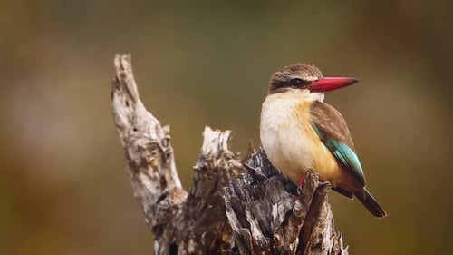 Brown-hooded Kingfisher in Kruger National park