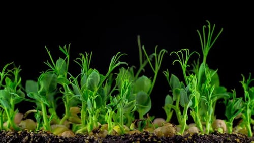 Pea Seed Germination and Growth Time Lapse