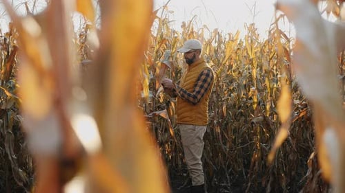 Farmer Inspects Corn Crop in Rural Field