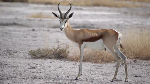Springbok-Antilope in freier Wildbahn