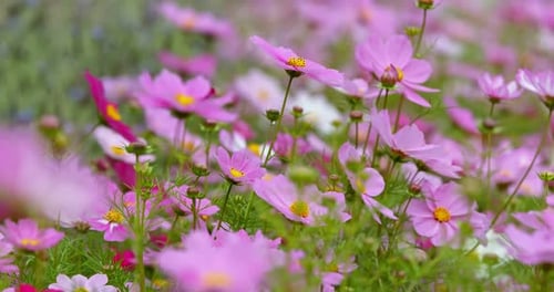 Purple cosmos flower meadow