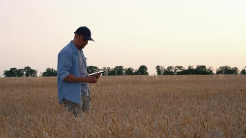 Farmer Checking Quality of Crops in Field
