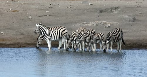 zebra in Etosha Namibia wildlife safari