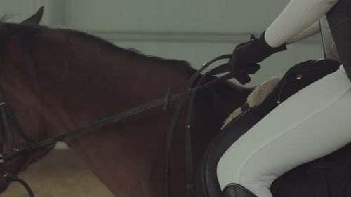 Hands hold the horse's bridle close up