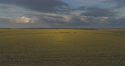 Aerial view of sunflower field