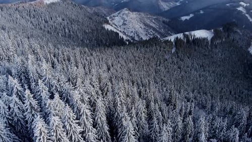 Drohnen-Luftflug über dem Winterwald enthüllt das Bergtal