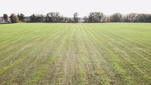 Growing rye field, cereal crop. Beautiful fresh green wheat plant