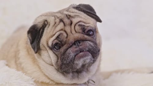 Adorable Pug Lying on White Fluffy Blanket