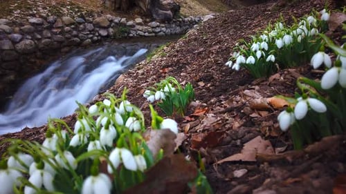 A time-lapse of a few snow drop flowers next to a stream with movement.