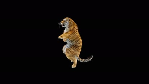 66 Tiger Tanzen 4K