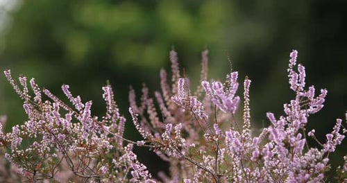Heideblumen und Kastanienbäume. Der Nationalpark der Cevennen. Departement Lozère, Frankreich
.