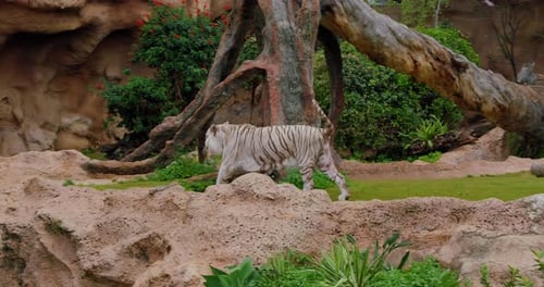 White Tiger Gracefully Walks Around the Trees