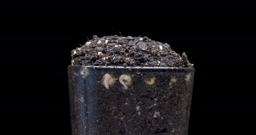 Plant Seeds Sprouting and Root Growth Time-Lapse