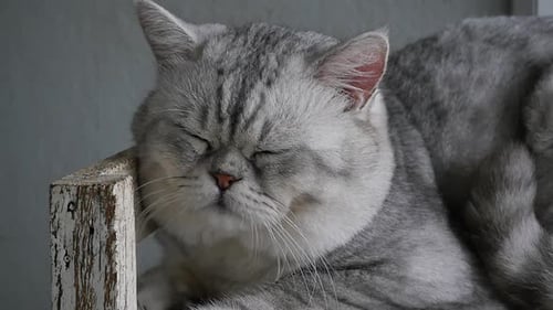 Gray Tabby Cat Resting Indoors