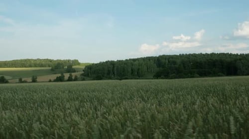 Walking Through A Field