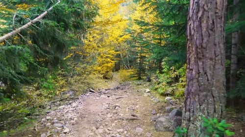 a first-person walk along a forest road between tree trunks in the forest.