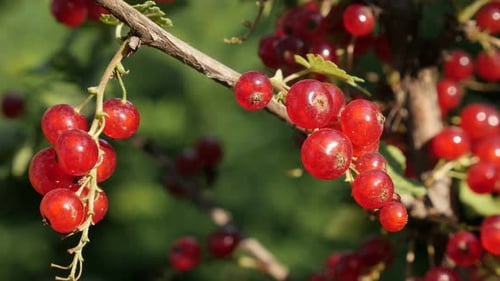 Redcurrant berries deciduous shrub fruit close-up 4K 2160p 30fps UltraHD footage - Healthy Ribes ru