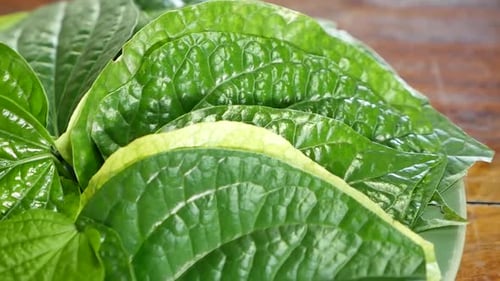 Close Up Fooatge of Wildbetal Leafbush (Piper sarmentosum Roxb.), Mostly Served With Thai Food, It h
