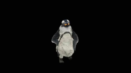 Realistic 3D Animated Penguin Waddling and Walking Loop