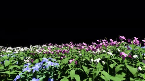 Motion Through Flower Field