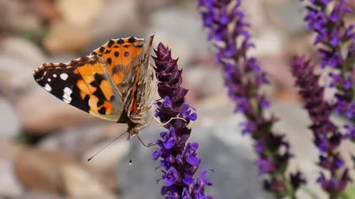 Close up on a painted lady butterfly feeding on nectar and pollinating purple flowers during spring