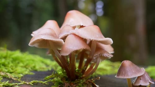 Macro footage of toxic brown mushroom group growing in nature forest during daylight.Nature footage.