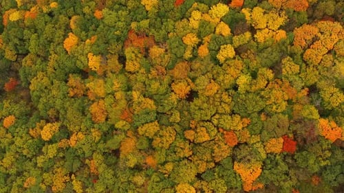 Flight Over An Oak Forest Painted Since Autumn 2