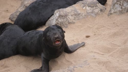 Sea lion roaring on the beach of Cape Cross Seal Reserve