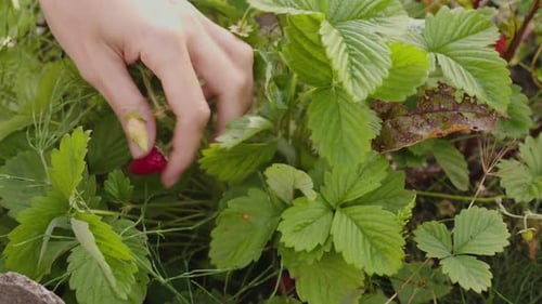 Farmer Picking Raw Strawberries in the Garden