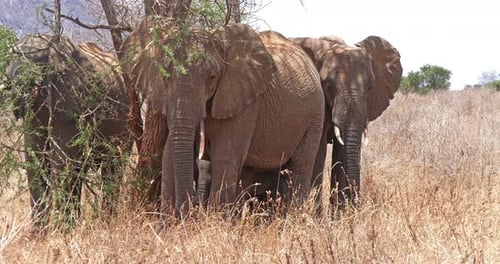 951866 Afrikanischer Elefant, loxodonta africana, Gruppe im Busch, Tsavo Park in Kenia,