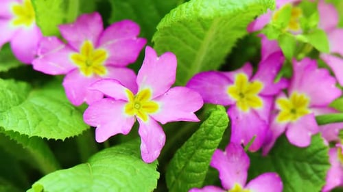 Pink Primrose Flowers Blooming Close Up