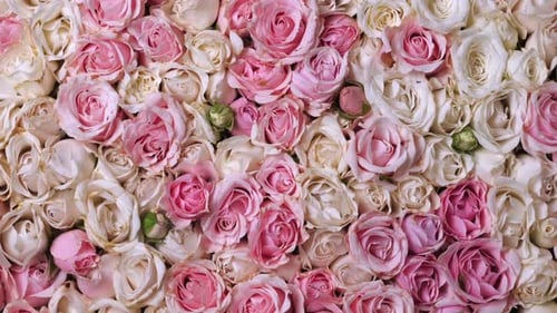 Beautiful Roses in Pink and White Color