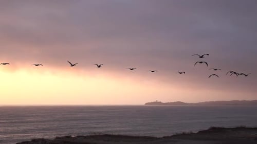 Majestic Seabirds Flying Over Ocean at Sunset