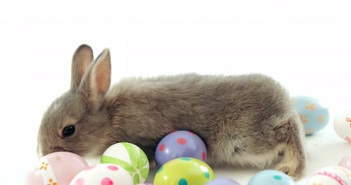 Gray Bunny Relaxing Among Easter Eggs