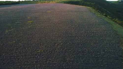 Sunrise above the large lavender field