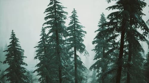 Snowy Forest Panorama with Falling Snow
