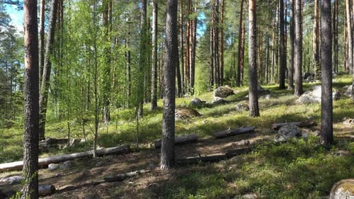 Flug im immergrünen Wald an einem sonnigen Sommertag