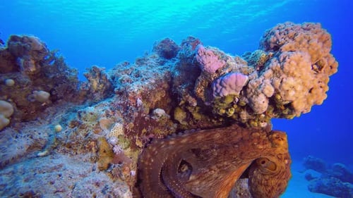 Octopus Under Blue Sea
