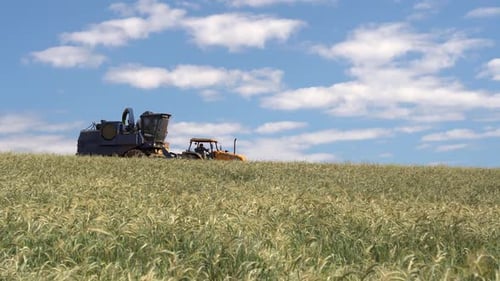 Tractor and Combine Harvester in Grain Field