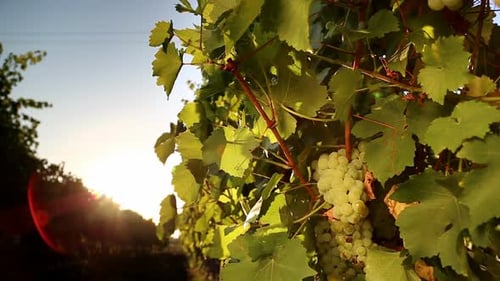 Weiße Traube des Weinbergs bei Sonnenuntergang