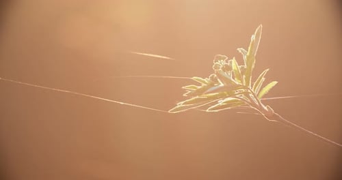 Young spring foliage develop in the wind of a spider web, a beautiful background. Sunset red light