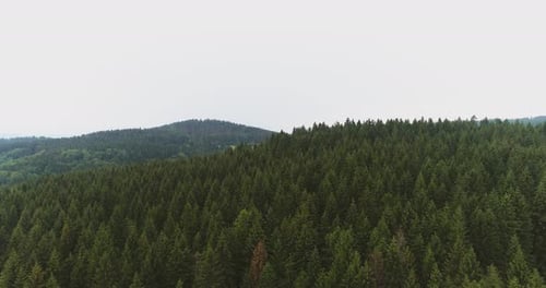 Aerial Shot of Woods Forest Nature Landscape