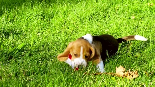 Happy Beagle Dogs in Park. Slow Motion