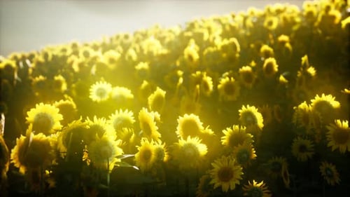 Sunflower Field on a Warm Summer Evening