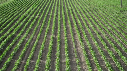 Field of Cultivation of Green Plants in Rows